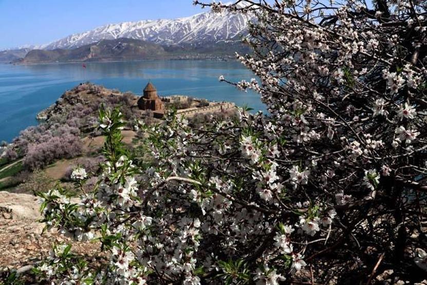 Çiçeklerle kaplanan Akdamar Adasına fotoğrafçı akını