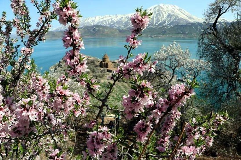 Çiçeklerle kaplanan Akdamar Adasına fotoğrafçı akını