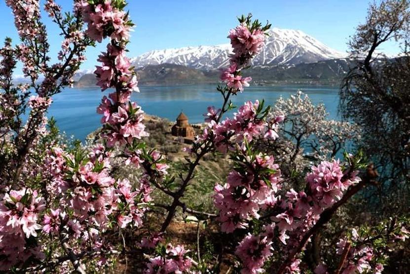 Çiçeklerle kaplanan Akdamar Adasına fotoğrafçı akını