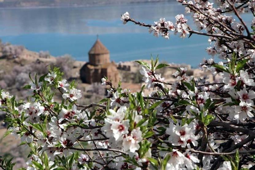Çiçeklerle kaplanan Akdamar Adasına fotoğrafçı akını