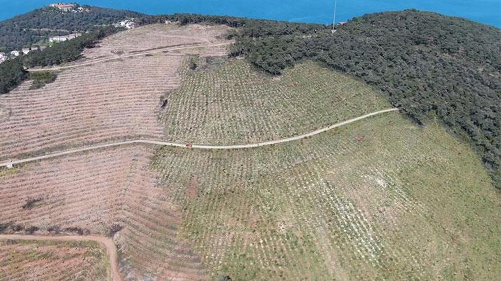 Heybeliadada yanan alanlar yeşile dönmeye başladı