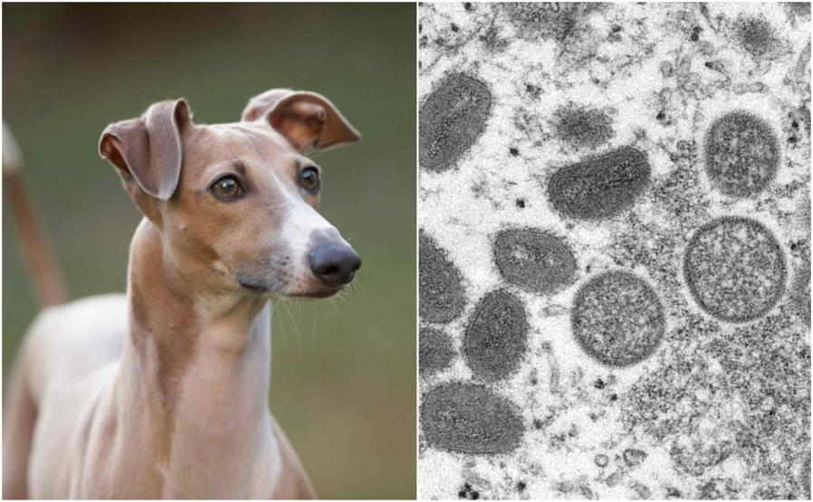 Maymun çiçeği ilk kez köpeklerde görüldü: Yetkili kurumlardan peş peşe açıklamalar