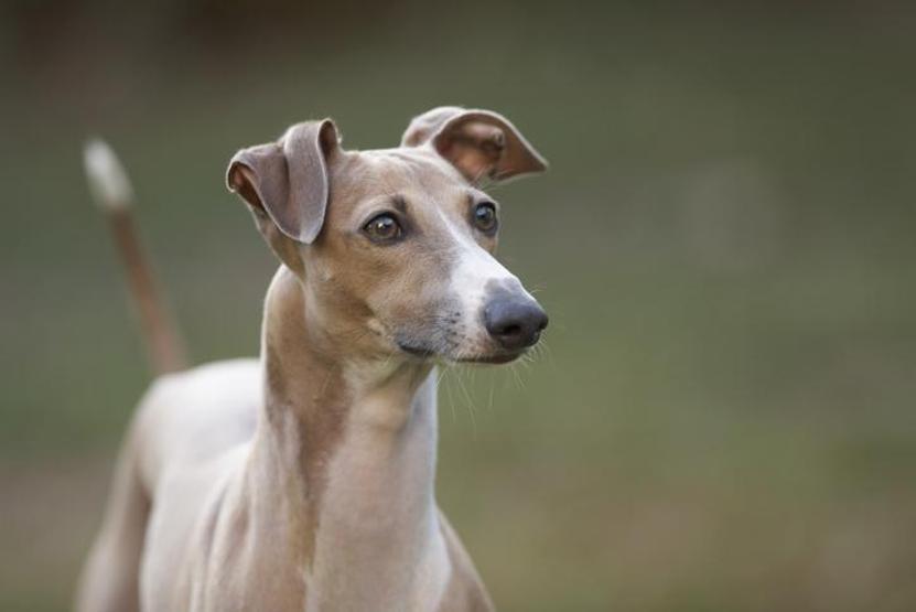 Maymun çiçeği ilk kez köpeklerde görüldü: Yetkili kurumlardan peş peşe açıklamalar
