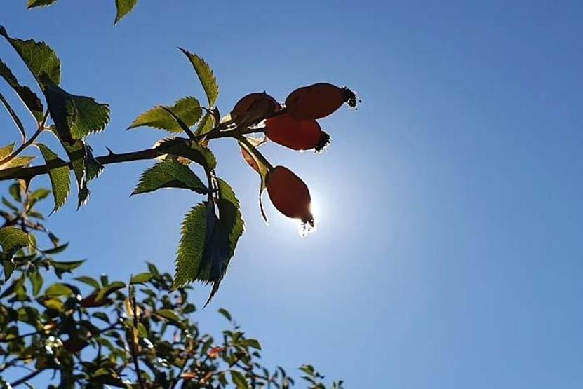 C vitamini deposu Dağlardan gelen lezzet kuşburnu köylerde yorucu bir çalışmanın ardından marmelat olarak kavanozlara giriyor