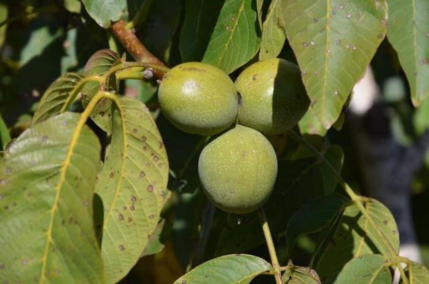 Kabuğuna sığmayan lezzetin hasadı başladı