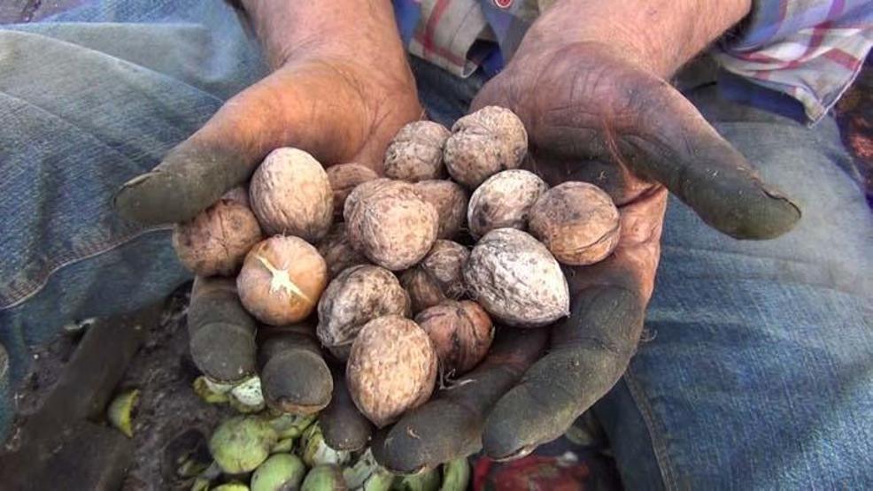 Kabuğuna sığmayan lezzetin hasadı başladı