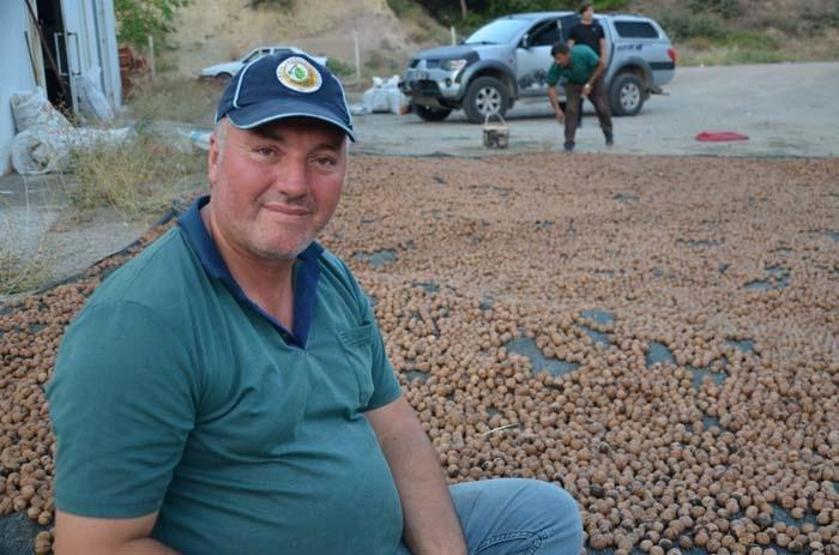 Kabuğuna sığmayan lezzetin hasadı başladı
