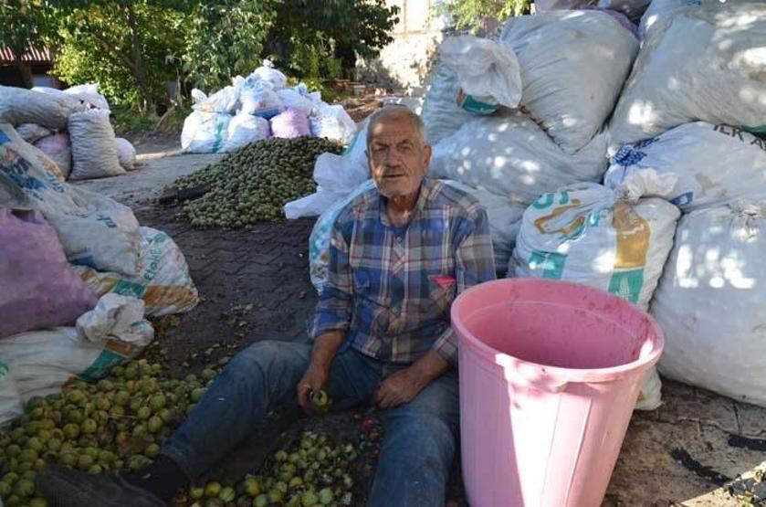 Kabuğuna sığmayan lezzetin hasadı başladı
