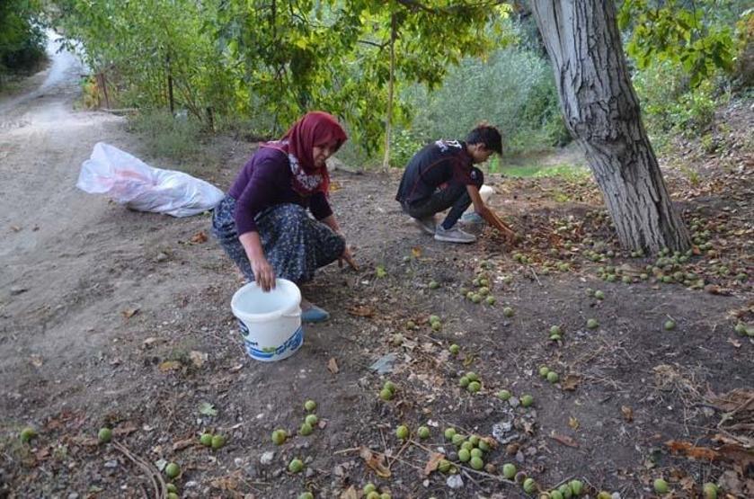 Kabuğuna sığmayan lezzetin hasadı başladı
