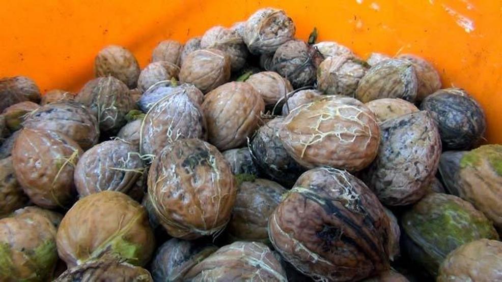 Kabuğuna sığmayan lezzetin hasadı başladı