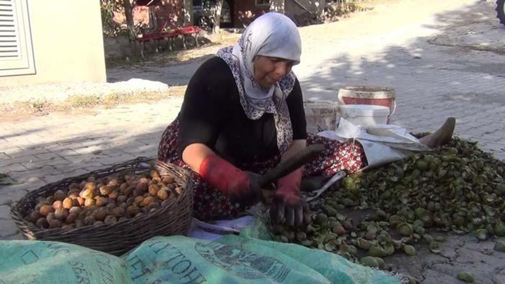 Kabuğuna sığmayan lezzetin hasadı başladı
