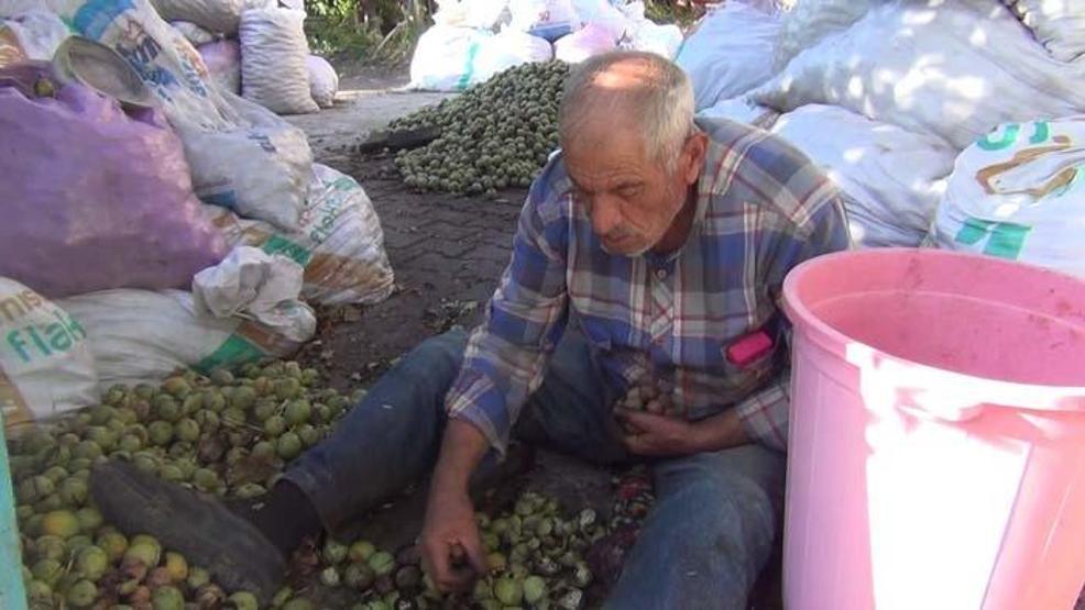 Kabuğuna sığmayan lezzetin hasadı başladı