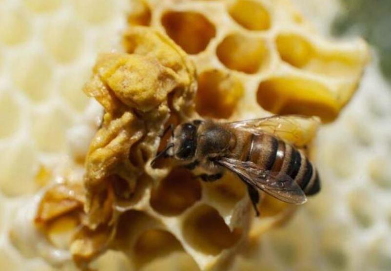 Yüksek protein kaynağı arı poleni Faydaları saymakla bitmiyor