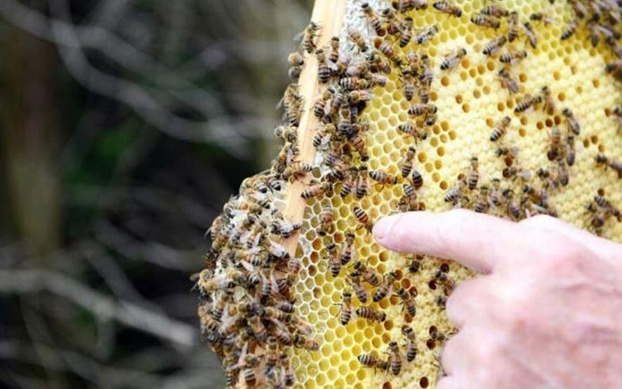 Yüksek protein kaynağı arı poleni Faydaları saymakla bitmiyor