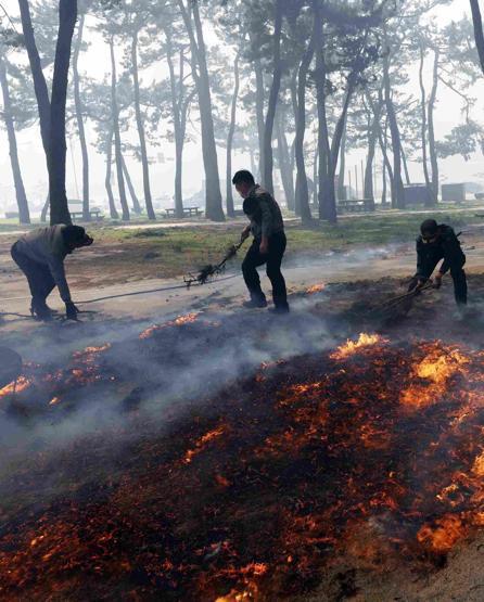 Güney Korede orman yangını: 300 kişi tahliye edildi