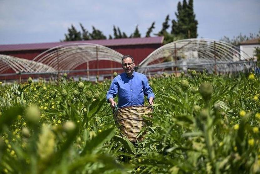 Bakan Kasapoğlu enginar hasadında