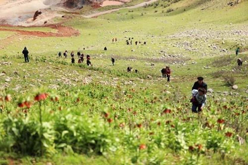 Yılda 15 gün canlı kalıyor: Ağlayan gelin için geldiler