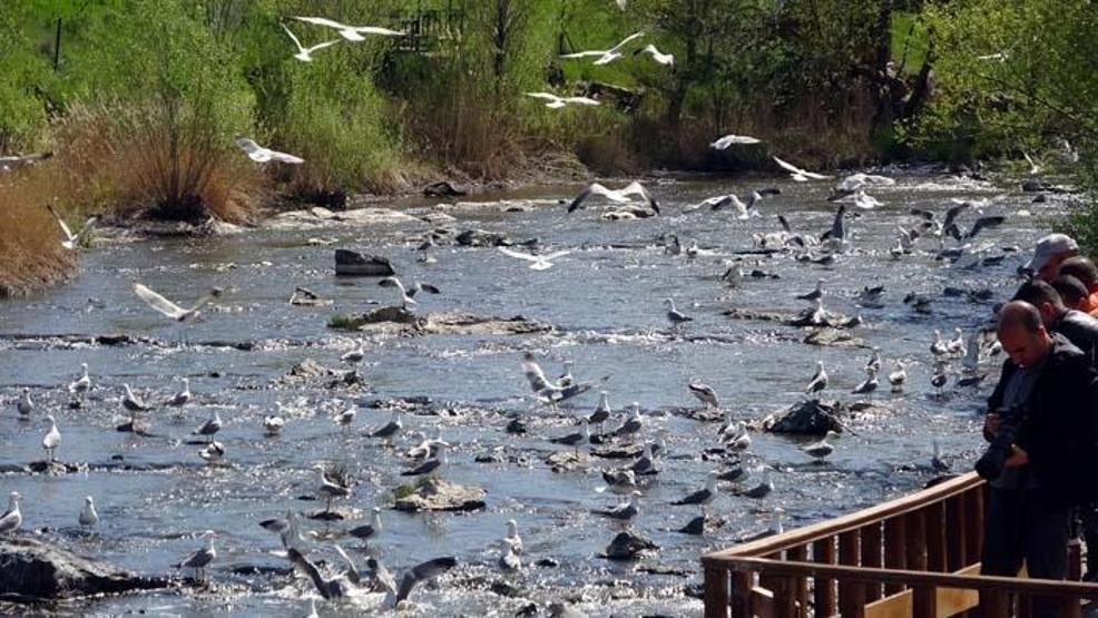 İnci kefalinin zorlu göçü başladı