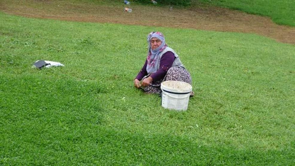 Madımak bu yıl sevenlerinin yüzünü güldürecek