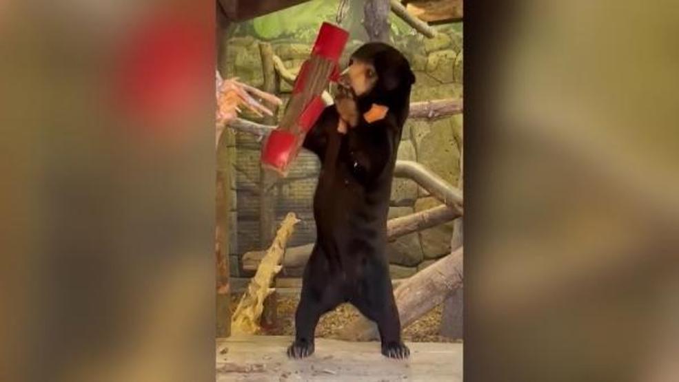 İngiltere, Çin’de başlayan ‘insan ayı’ tartışmalarına katıldı