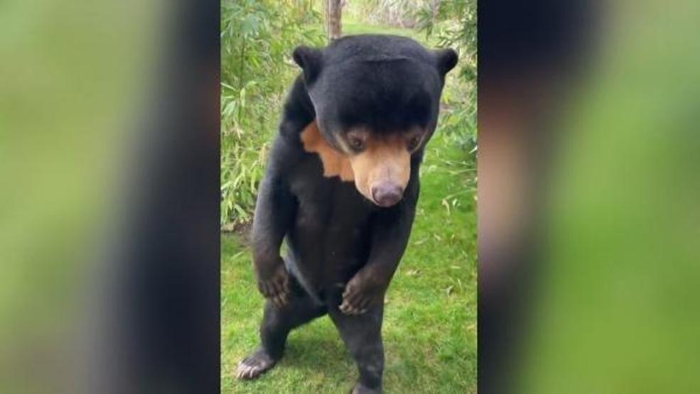 İngiltere, Çin’de başlayan ‘insan ayı’ tartışmalarına katıldı