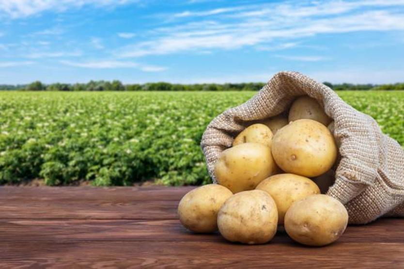 Patates böyleyse ağzınıza bile sürmeyin Sindirim sistemini mahvediyor