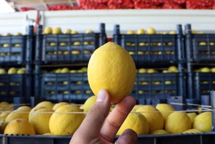 Limon hem kilo verdiriyor hem de kolajen üretiyor