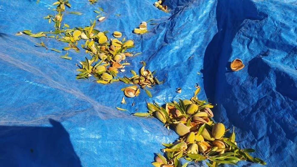 Yapılamaz denileni başardı: 10 yıl sonra ilk hasat!