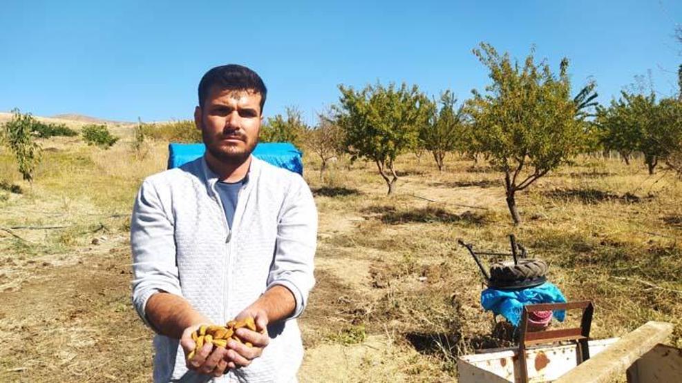 Yapılamaz denileni başardı: 10 yıl sonra ilk hasat!