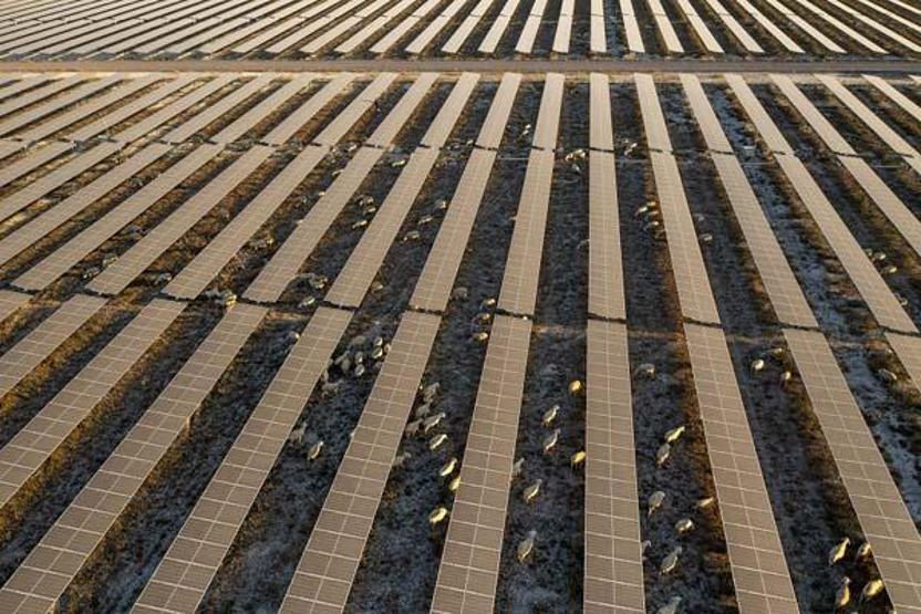 Pilot uygulama: GES alanı koyunlara açıldı