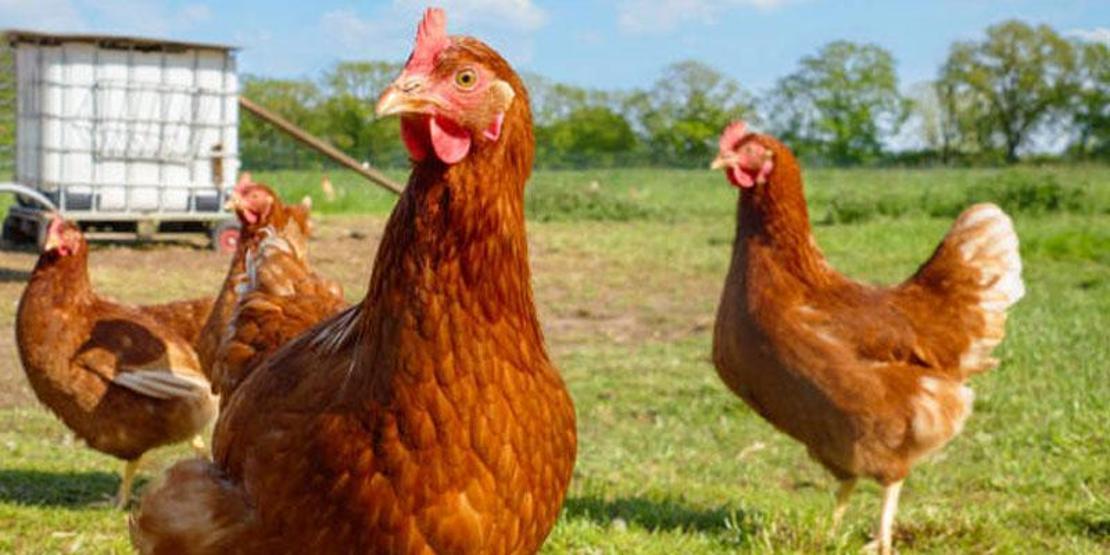 Japon bilim adamlarından dikkat çeken çalışma: 'Tavuk gıdaklamasını tercüme ettik'