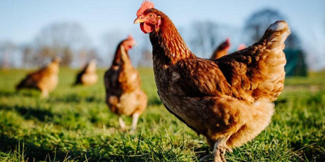 Japon bilim adamlarından dikkat çeken çalışma: 'Tavuk gıdaklamasını tercüme ettik'