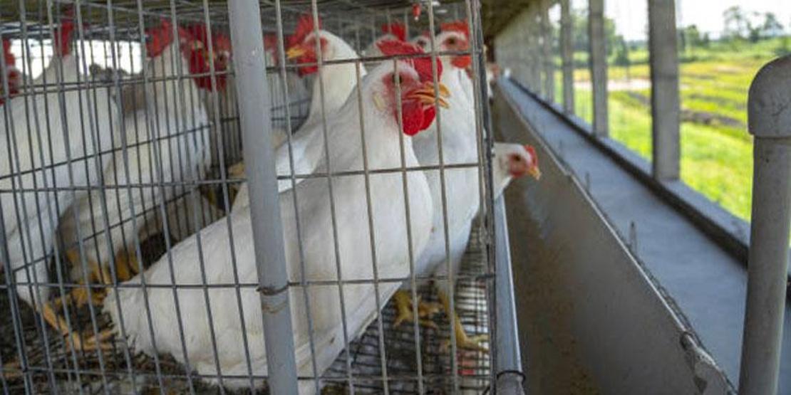 Japon bilim adamlarından dikkat çeken çalışma: 'Tavuk gıdaklamasını tercüme ettik'