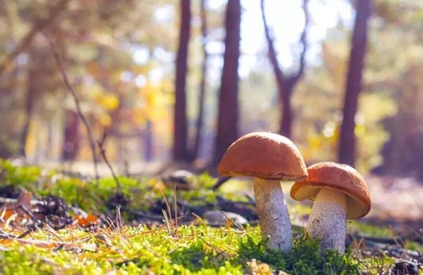 Mantar zehirlenmelerine dikkat! Tükettikten sonra bu belirtiler başladıysa...