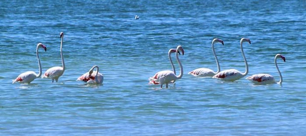 Flamingolar kuruma tehlikesi bulunan Burdur Gölü'nde