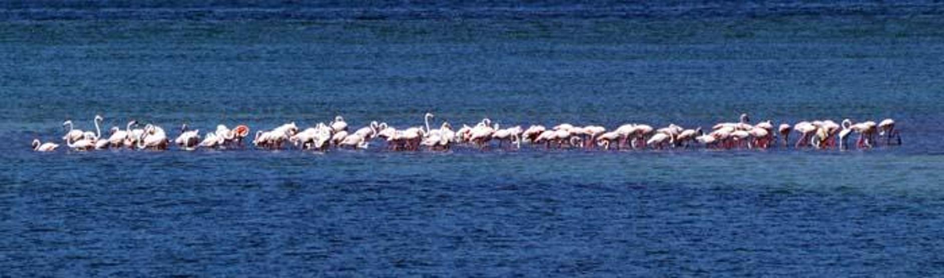 Flamingolar kuruma tehlikesi bulunan Burdur Gölü'nde