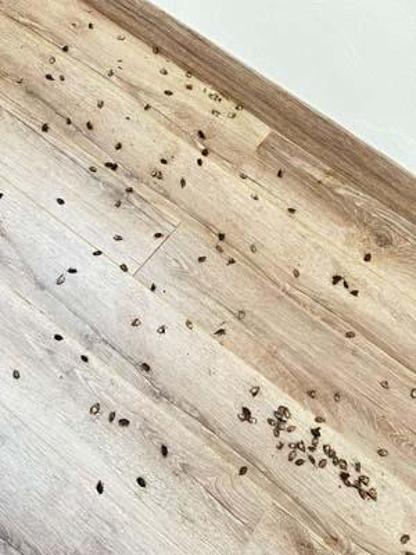 Fındık fabrikasında kahverengi kokarca böceği istilası