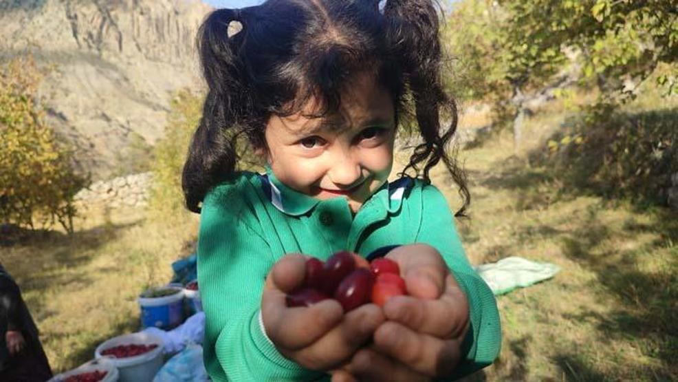 Şifa deposu kızılcıkta hasat vakti! Faydası saymakla bitmiyor