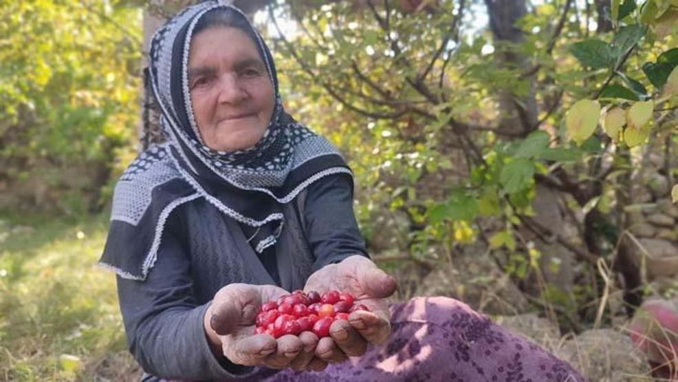 Şifa deposu kızılcıkta hasat vakti! Faydası saymakla bitmiyor