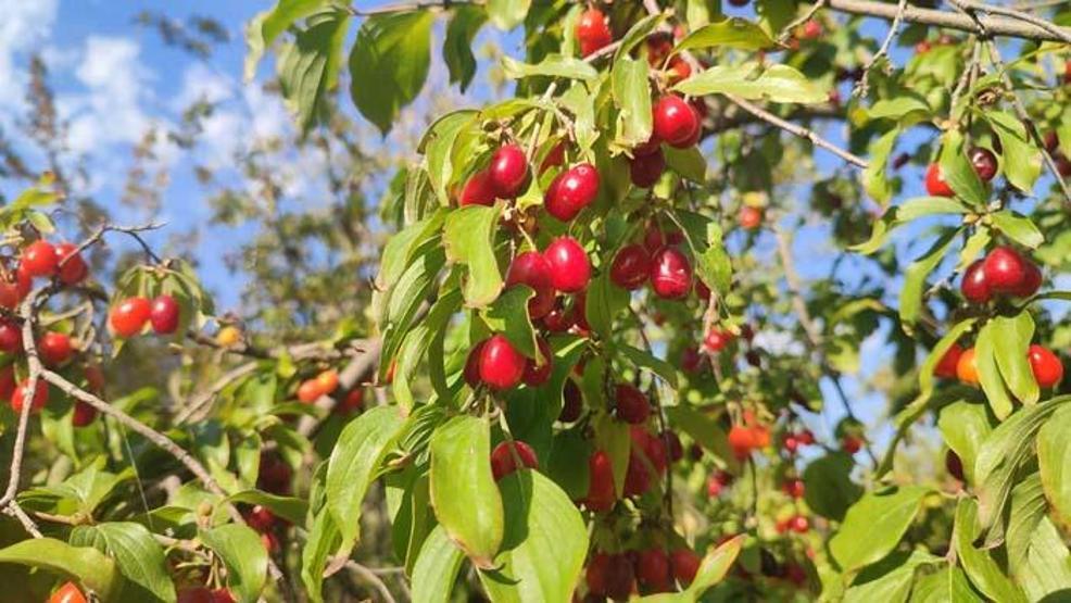 Şifa deposu kızılcıkta hasat vakti! Faydası saymakla bitmiyor