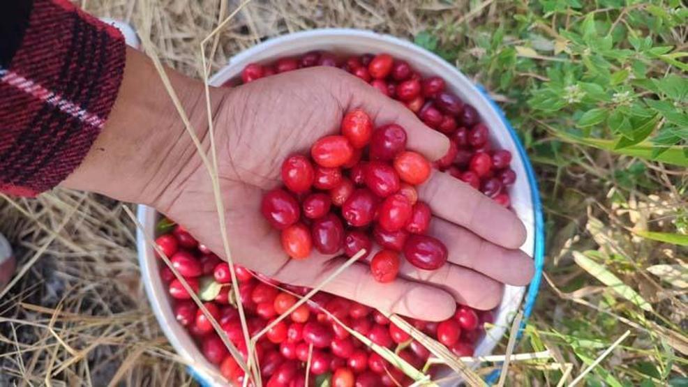 Şifa deposu kızılcıkta hasat vakti! Faydası saymakla bitmiyor