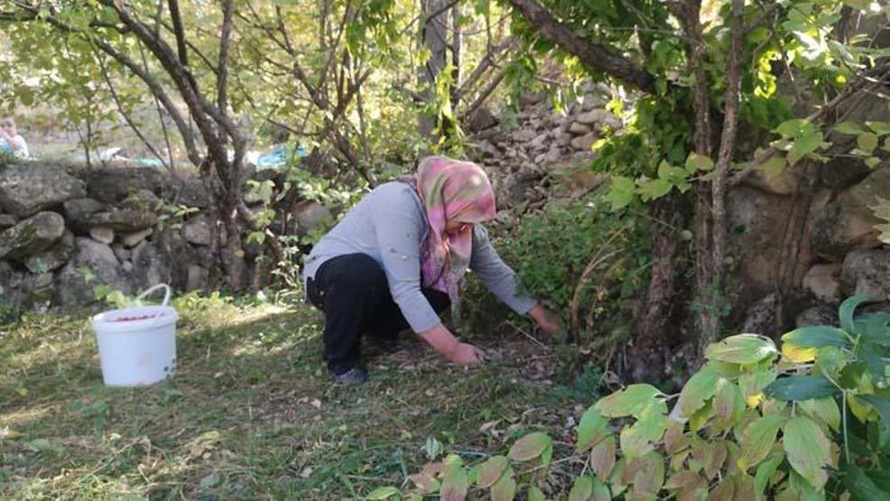 Şifa deposu kızılcıkta hasat vakti! Faydası saymakla bitmiyor