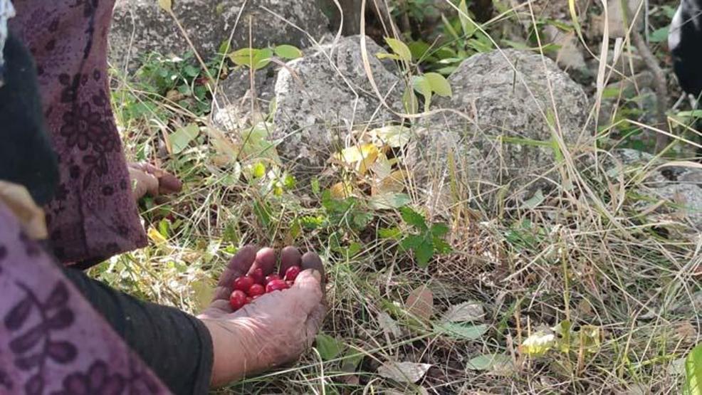Şifa deposu kızılcıkta hasat vakti! Faydası saymakla bitmiyor