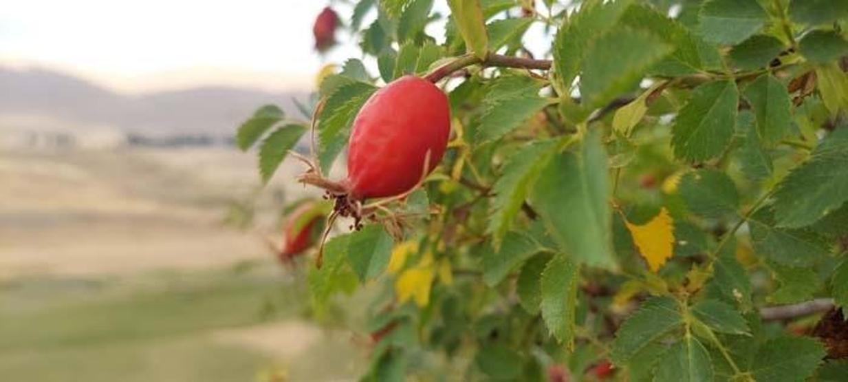 Kazan kazan kaynatılıyor Enfeksiyon ve soğuk algınlığına birebir B, C ve E vitamini deposu Reçeli, marmelatı, çayı hepsi kış aylarının doğal ilacı