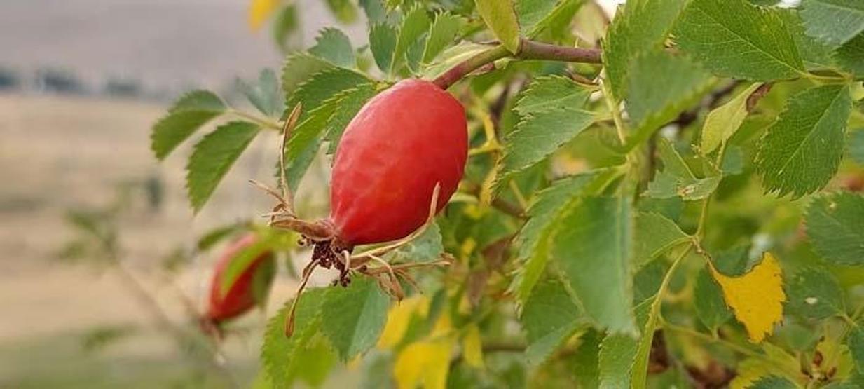 Kazan kazan kaynatılıyor Enfeksiyon ve soğuk algınlığına birebir B, C ve E vitamini deposu Reçeli, marmelatı, çayı hepsi kış aylarının doğal ilacı