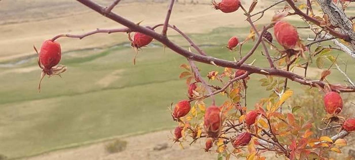 Kazan kazan kaynatılıyor Enfeksiyon ve soğuk algınlığına birebir B, C ve E vitamini deposu Reçeli, marmelatı, çayı hepsi kış aylarının doğal ilacı