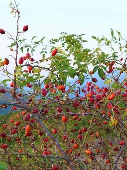 Kazan kazan kaynatılıyor Enfeksiyon ve soğuk algınlığına birebir B, C ve E vitamini deposu Reçeli, marmelatı, çayı hepsi kış aylarının doğal ilacı