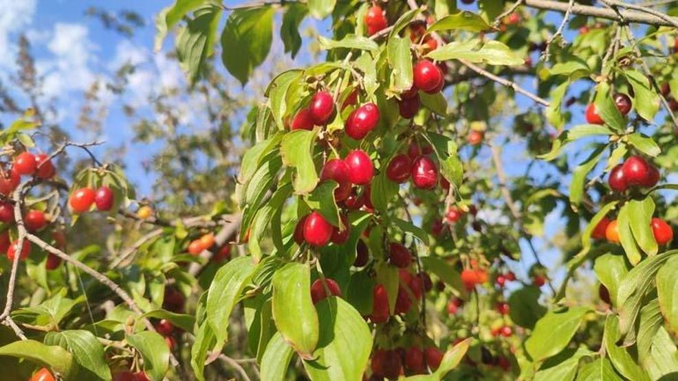 1 ay içinde 8-10 kilo verdirebilir A, C, E ve K vitaminlerini barındırıyor En çok Yalova, Bursa ve Malatya çevresinde yetişiyor Zayıflatan meyve