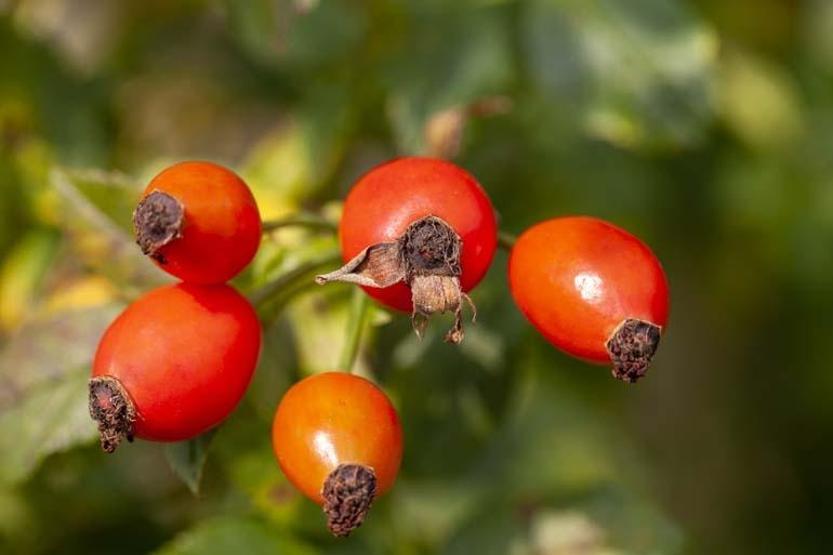 Kış aylarının doğal vitamin deposu Meyvesi, suyu, çayı... Bağışıklığı çelik gibi yapıyor