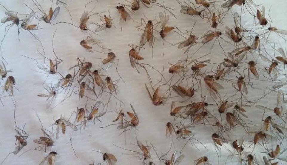 Küresel ısınma nedeniyle bu hastalıklar artabilir